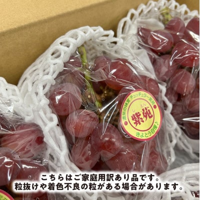 【きよとうファーム】訳ありご家庭用 懐かしい味わいの葡萄「紫苑(しえん)」/約2.4kg(岡山県産)