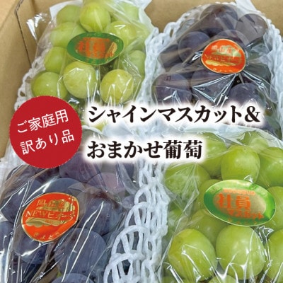 【きよとうファーム】訳ありご家庭用シャインマスカット&おまかせ葡萄/計約2.4kg(岡山県産)