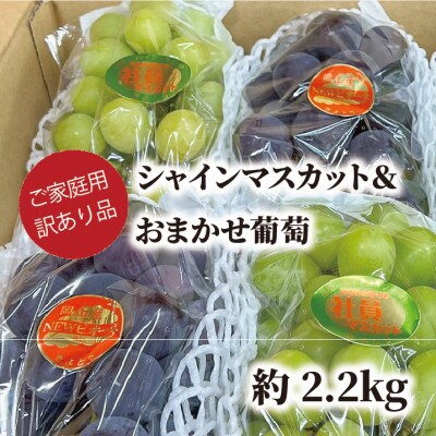 【きよとうファーム】訳ありご家庭用シャインマスカット&おまかせ葡萄/計約2.2kg(岡山県産)
