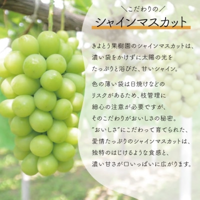 【きよとうファーム】訳ありご家庭用シャインマスカット&おまかせ葡萄/計約2.4kg(岡山県産)