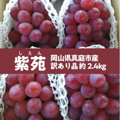 【きよとうファーム】訳あり品 甘くて懐かしい味わいの葡萄「紫苑(しえん)」/約2.4kg(岡山県産)