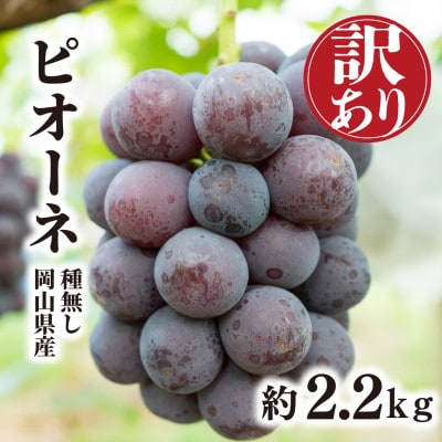 【きよとうファーム】訳あり品 種なしで甘い葡萄の王様「ピオーネ」 /約2.2kg(岡山県産)