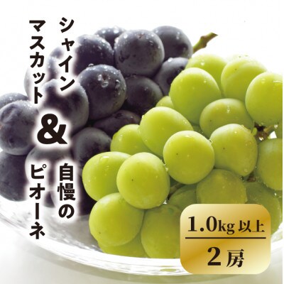 【きよとうファーム】ピオーネ&シャインマスカット詰合せ 中2房 /計1.0kg～(岡山県産)