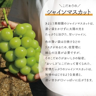 【きよとうファーム】ピオーネ&シャインマスカット詰合せ 中2房 /計1.0kg～(岡山県産)