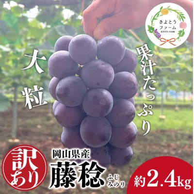 【きよとうファーム】訳あり 種なし ボッケーネ(藤稔) 約2.4kg (岡山県産)