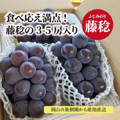 【きよとうファーム】食べ応え満点! 大粒葡萄の藤稔 上級品3-5房入/計2.4kg～(岡山県産)