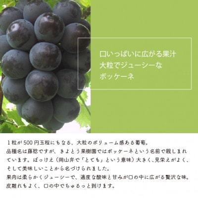 【きよとうファーム】食べ応え満点! 大粒葡萄の藤稔 上級品3-5房入/計2.4kg～(岡山県産)
