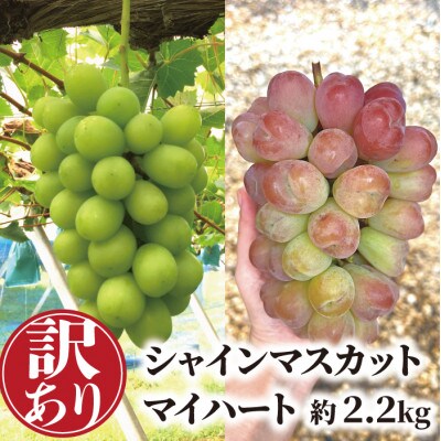 【きよとうファーム】【訳あり品ご家庭用】シャインマスカット&マイハート 約2.2kg (岡山県産)