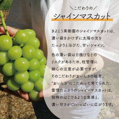 【きよとうファーム】【訳あり品ご家庭用】シャインマスカット&マイハート 約2.4kg (岡山県産)