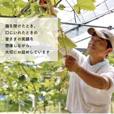 2025年発送!【きよとうファーム】訳あり品　瀬戸ジャイアンツ 中2房入/約1kg(岡山県産)