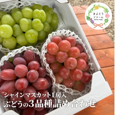 【きよとうファーム】ぶどう3品種詰合せ(シャインマスカット入)3-5房入/計2kg～(岡山県産)