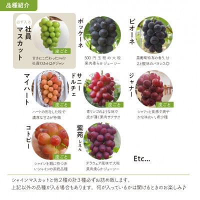 【きよとうファーム】ぶどう3品種詰合せ(シャインマスカット入)3-5房入/計2kg～(岡山県産)