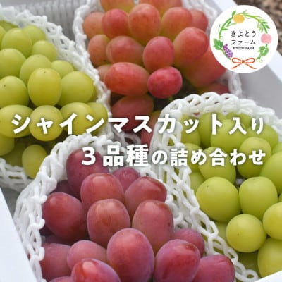 【きよとうファーム】ぶどう3品種詰合せ(シャインマスカット入)3-5房入/計2.4kg～(岡山県産)