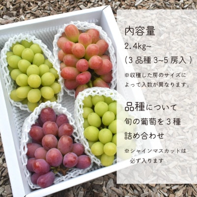 【きよとうファーム】ぶどう3品種詰合せ(シャインマスカット入)3-5房入/計2.4kg～(岡山県産)