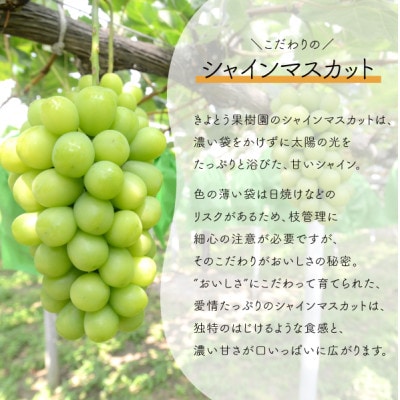 【きよとうファーム】ぶどう3品種詰合せ(シャインマスカット入)3-5房入/計2.4kg～(岡山県産)