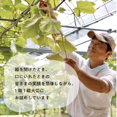 【きよとうファーム】ぶどう3品種詰合せ(シャインマスカット入)3-5房入/計2.4kg～(岡山県産)