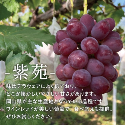 2025年発送【訳あり】紫苑(しえん) 約2kg (岡山県産)「冬限定」デラウエアのような味わい