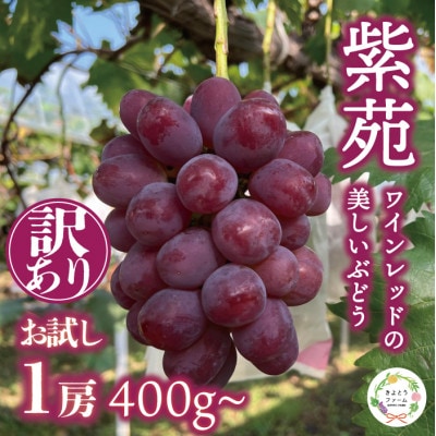 【お試し訳あり品】紫苑(しえん) 1房400g～(岡山県産)冬限定 デラウエアのような味わい