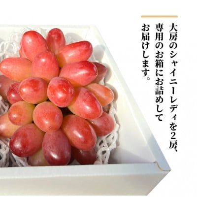 【2026年先行予約】シャイニーレディ大2房 計1.3kg～ 赤色の早生葡萄(岡山県産)