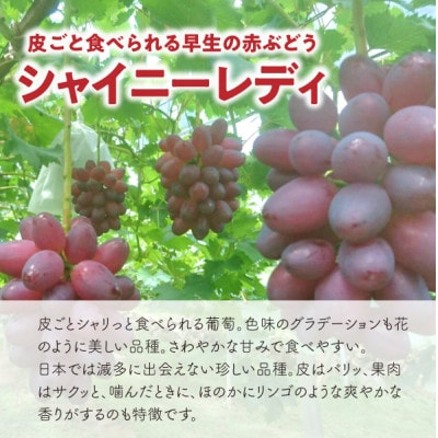 【2026年先行予約】シャイニーレディ大2房 計1.3kg～ 赤色の早生葡萄(岡山県産)