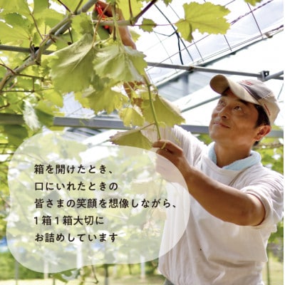 【2026年先行予約】シャイニーレディ大2房 計1.3kg～ 赤色の早生葡萄(岡山県産)