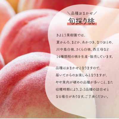 【2026年先行予約】特選品　旬採り桃　5-7玉　(岡山県産)