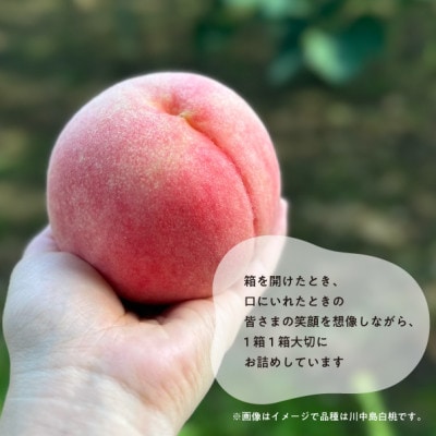 【2026年先行予約】特選品　旬採り桃　5-7玉　(岡山県産)