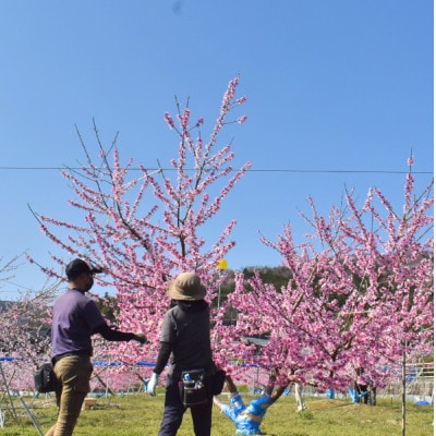 【2026年先行予約】女神の名を持つ希少な晩生桃、西王母(上級品)4-6玉入(岡山県産)