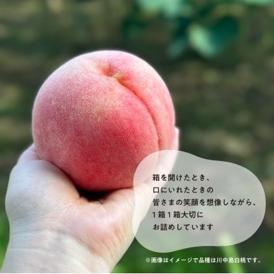 【2026年先行予約】「硬めの桃好きさん」におすすめ! 硬め桃 ご家庭用 5-7玉(岡山県産)