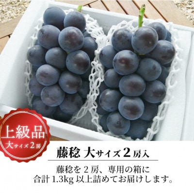 【2026年先行予約】大粒の黒葡萄「藤稔(ふじみのり)」大2房/計1.3kg～(岡山県産) ギフトに