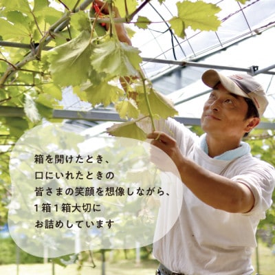 【2026年先行予約】大粒の黒葡萄「藤稔(ふじみのり)」大2房/計1.3kg～(岡山県産) ギフトに