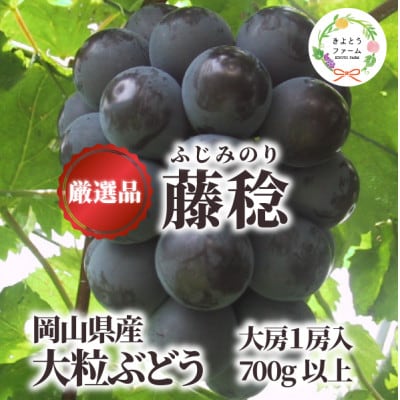 大粒葡萄の「藤稔」 大サイズ1房 厳選品 1房700g～ (岡山県産) ギフトにおすすめの人気葡萄!