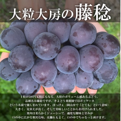 大粒葡萄の「藤稔」 大サイズ1房 厳選品 1房700g～ (岡山県産) ギフトにおすすめの人気葡萄!
