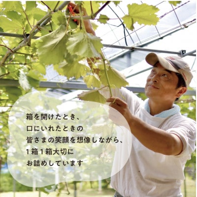 大粒葡萄の「藤稔」 大サイズ1房 厳選品 1房700g～ (岡山県産) ギフトにおすすめの人気葡萄!