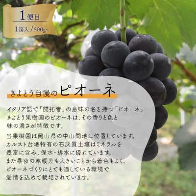 【発送月固定定期便】葡萄1房お試し3回便 ピオーネ・シャインマスカット・紫苑(岡山県産)全3回