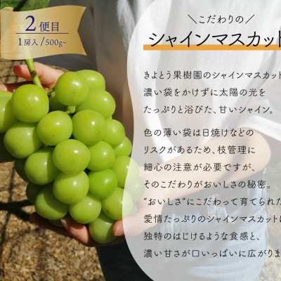 【発送月固定定期便】葡萄1房お試し3回便 ピオーネ・シャインマスカット・紫苑(岡山県産)全3回