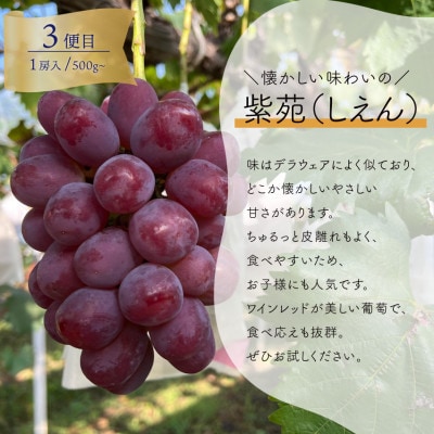 【発送月固定定期便】葡萄1房お試し3回便 ピオーネ・シャインマスカット・紫苑(岡山県産)全3回