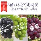 【発送月固定定期便】大房の葡萄が3種類も届く!葡萄好きの為の3回便!(岡山県産)全3回