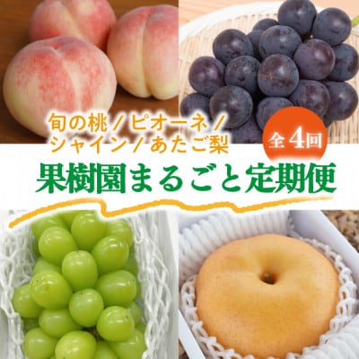 【発送月固定定期便】食べきりサイズ!岡山の桃と葡萄と梨が少しずつ届く!【お試し便】(岡山産)全4回