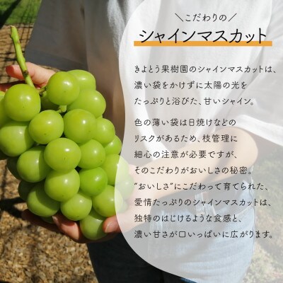 【発送月固定定期便】人気果物2種類が届く 桃とシャインの満足便!(岡山県産)全2回