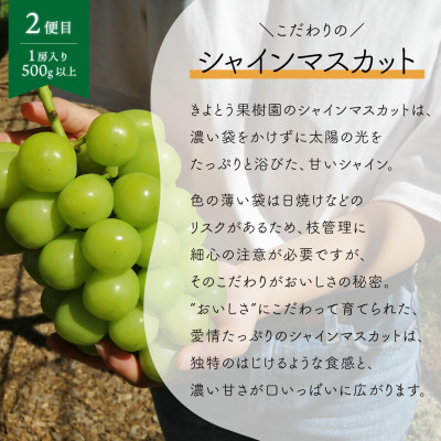 【発送月固定定期便】【きよとうファーム】ピオーネとシャインマスカットの1房ずつのお試し便!全2回