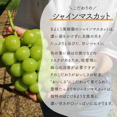 【発送月固定定期便】【きよとうファーム】シャインマスカット大2房の満足便!/全便計2.6kg～全2回