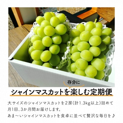 【発送月固定定期便】【きよとうファーム】シャインマスカットを楽しむ満足便!/全便計3.9kg～全3回
