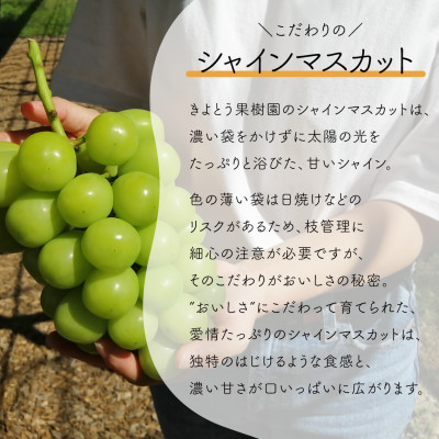 【発送月固定定期便】【きよとうファーム】シャインマスカットを楽しむ満足便!/全便計3.9kg～全3回
