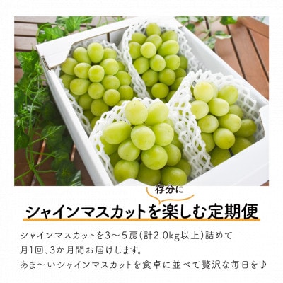 【発送月固定定期便】【きよとうファーム】シャインマスカットを楽しむ満足便!/全便計6.0kg～全3回