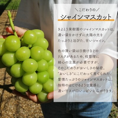 【発送月固定定期便】【きよとうファーム】シャインマスカットを楽しむ満足便!/全便計6.0kg～全3回