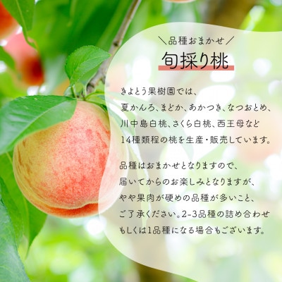 【発送月固定定期便】【きよとうファーム】桃とシャインマスカットが産地直送で届く!ご家庭用定期便全2回
