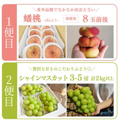 【発送月固定定期便】【きよとうファーム】蟠桃とシャインマスカットのご家庭用を岡山から産地直送全2回