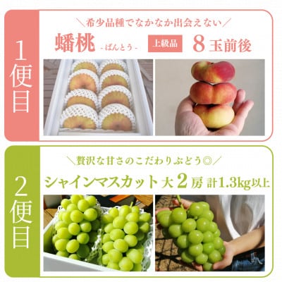 【発送月固定定期便】【きよとうファーム】蟠桃とシャインマスカットの上級品を岡山から産地直送全2回