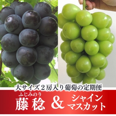 【発送月固定定期便】【きよとうファーム】大きな藤稔とシャインマスカットの満足2回便!全2回